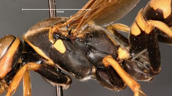 Media type: image;   Entomology 30829 Aspect: thorax lateral